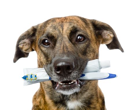 Pet Dental Care In Lansing Mi Pennsylvania Veterinary Care