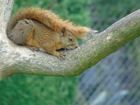 Ilmaisia Kuvia Luonto Haara Villieläimet Nisäkäs Orava Jyrsijä