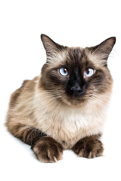 Cross Eyed Cat Stock Photos Pictures And Royalty Free Images Istock