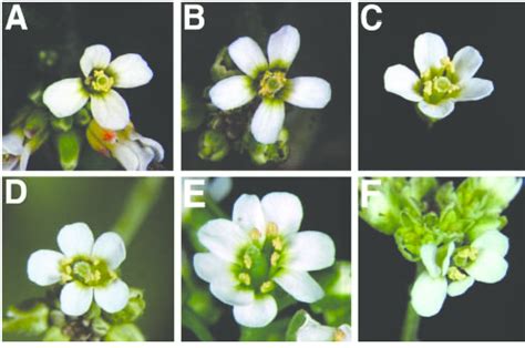Flowers Of Wild Type And Wiggum Mutants A Wild Type Arabidopsis