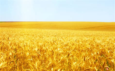 Wheat Field Landscape Picture Wallpapers Hd Wallpapers 79606