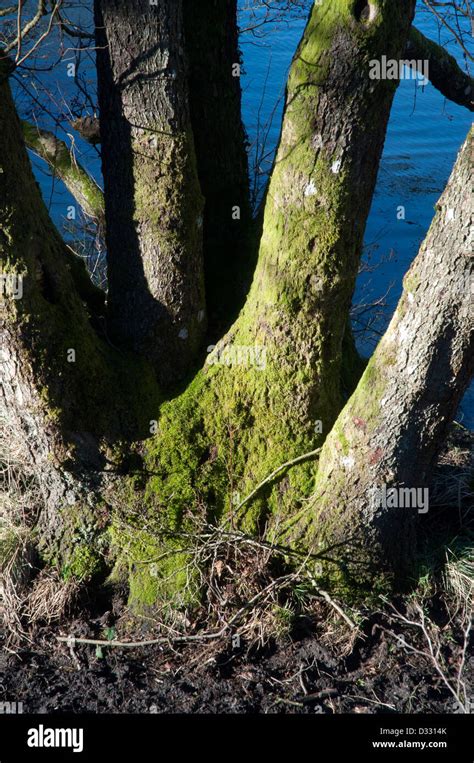 Leafless Tree Trunks Hi Res Stock Photography And Images Alamy