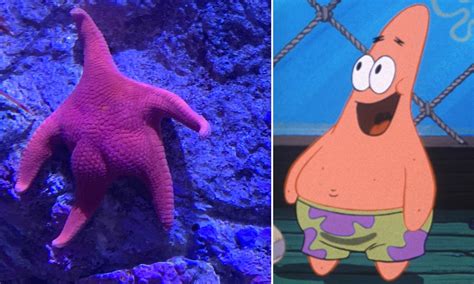 Real Life Spongebob Squarpants Star Patrick Starfish Was
