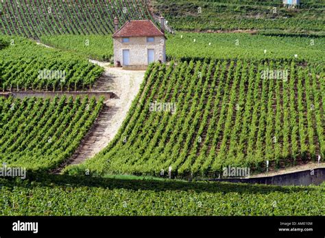 Vineyard At Gevrey Chambertin In The Cote De Nuits Wine Region Of