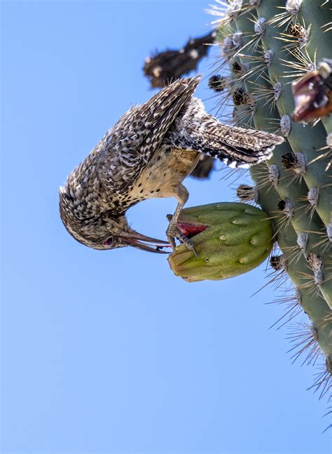 The facility is accessible and can accommodate up to 25 people. Wren, Cactus