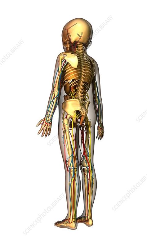 Internal anatomy of a child, artwork - Stock Image - C001/1686