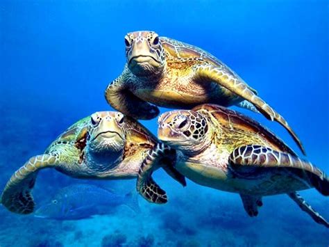 Always Together Sea Turtle Endangered Sea Turtles Turtle