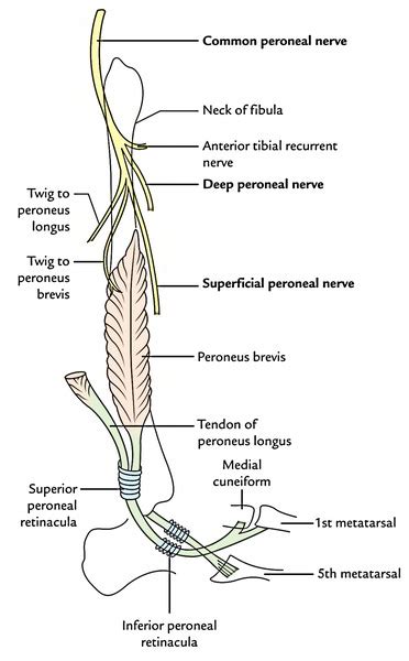 Superficial Peroneal Nerve Musculocutaneous Nerve Of The Leg Earth