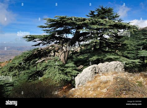 Huge Old Cedar Tree Cendrus Libani At Chouf Cedar Reserve Unesco