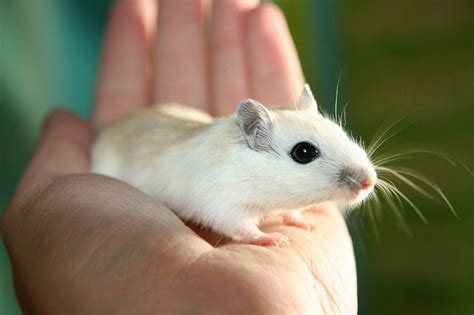 5 Types Of Gerbil Breeds An Overview With Pictures Pet Keen