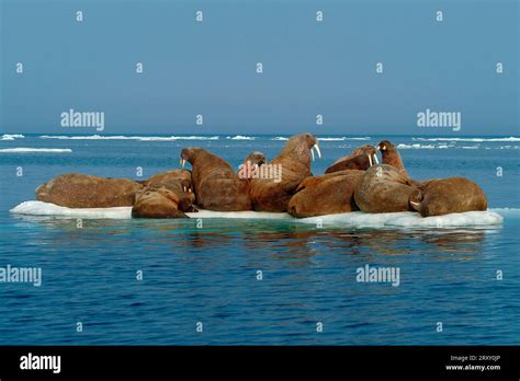 Walruses On Ice Floe Nunavut Territory Canada Walruses Odobenus
