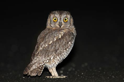 Eurasian Scops Owl Euboea Biodiversity INaturalist