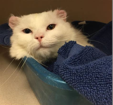 Burned Cat Finds Forever Home With Burn Survivor Cbs Colorado