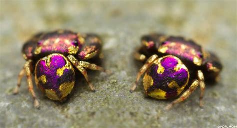 Shockingly Beautiful Purple And Gold Species Of Jumping Spider Found In