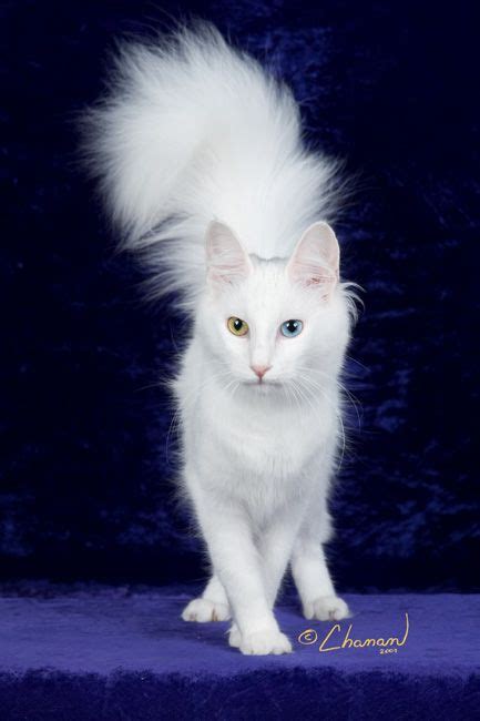 Absolutely Gorgeous And I Know It Turkish Van Cats Turkish Angora Cat