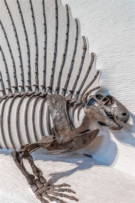 Exhibit Specimen Of Edaphosaur Image Eurekalert Science News Releases