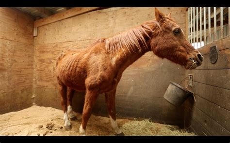 Video Neglected Horses Cared For By Rescue Center