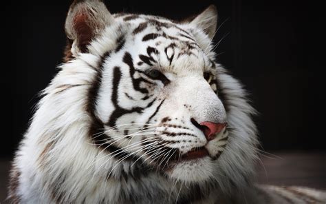 White Tiger Cub Wallpaper 57 Images