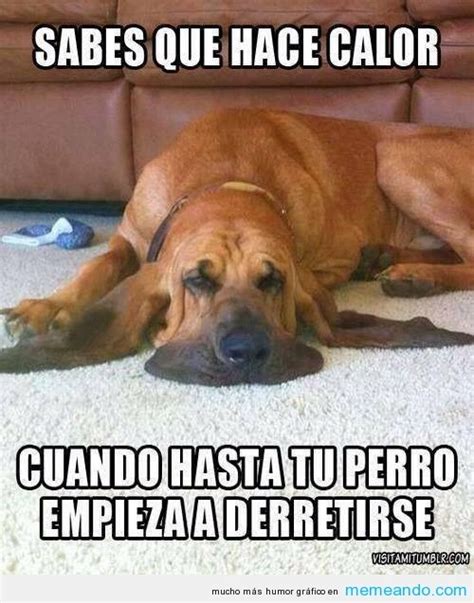 Los Mejores Memes De Perros Para Compartir En Los Estados De Whatsapp