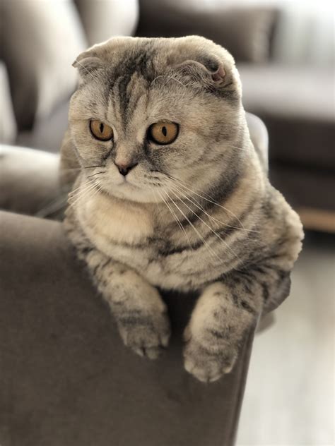 Cute Cat Grey Scottish Fold Cat Scottish Fold Scottish Fold Cute