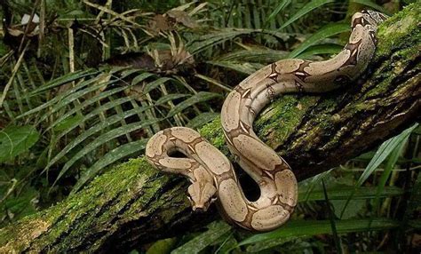 Boa Constrictor Facts Description Lifespan Habitat And Pictures