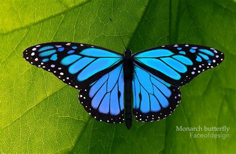 blue monarch butterfly blue monarch butterfly images reverse search butterfly drawing