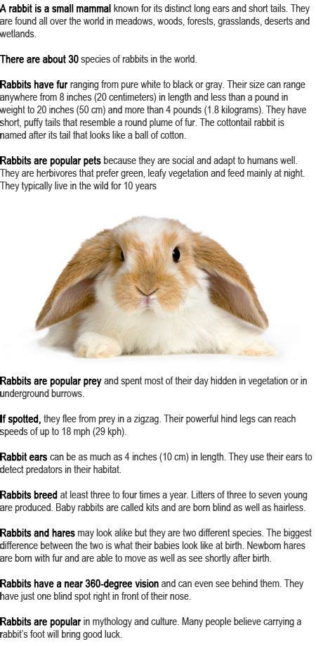 Rabbit Facts For Kids 2013