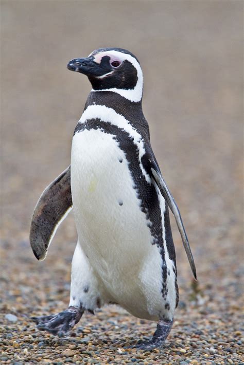 Antarctica And South America Magellanic Penguins Valdes Peninsular