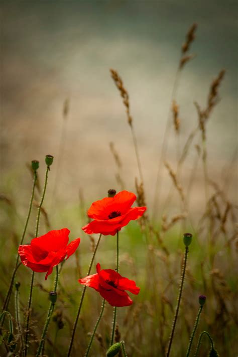 Pin On Flowers Papaver