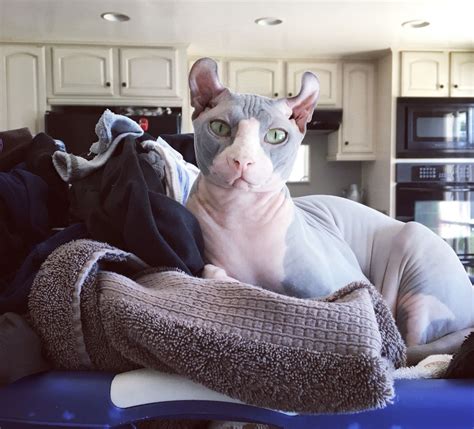 Pin By Tawnya Gunn On Peach Fuzz Sphynx Follow Us On Instagram Hairless Cat Hairless Cat
