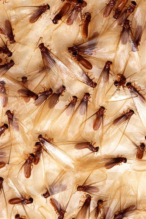 termite swarming winged termites can signal active colonies bain pest control service