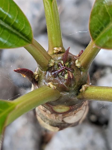 The white part of a varigated leaf boosts its sugar levels so that the white parts can get there sugar quickly when needed. What are these little nubs at the base of each leaf? They ...