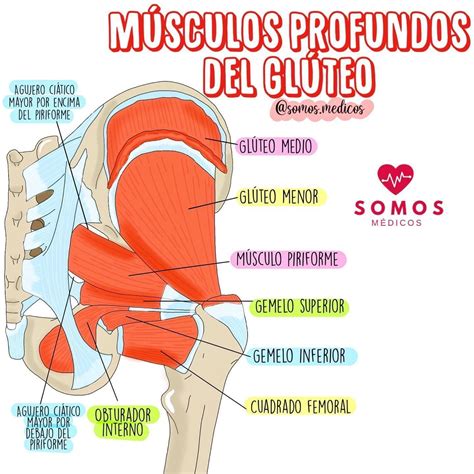 Musculos Do Gluteos Anatomia