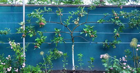 How To Espalier Your Plants