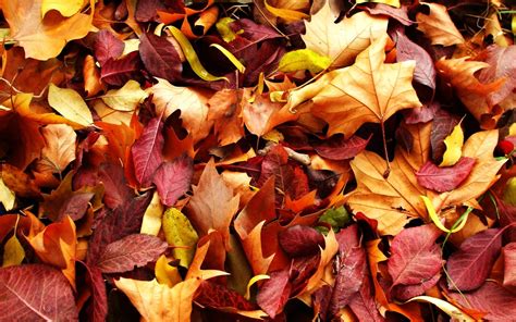 44 Free Desktop Wallpaper Autumn Leaves Wallpapersafari