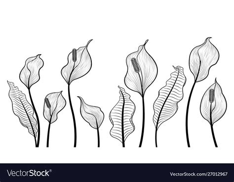 Peace Lily Flowers Hand Draw Royalty Free Vector Image