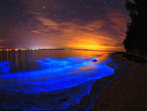 Pin By Sky On 1 Beach Wallpaper Bioluminescent Bay Places To See
