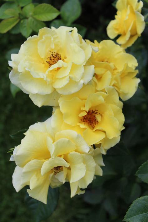 Rosa Lichtkönigin Lucia Sträucher Garten Gartenpflanzen Blumen