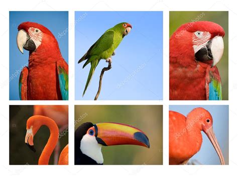 Different Tropical Birds Collection 1 — Stock Photo © Elnavegante 3827168