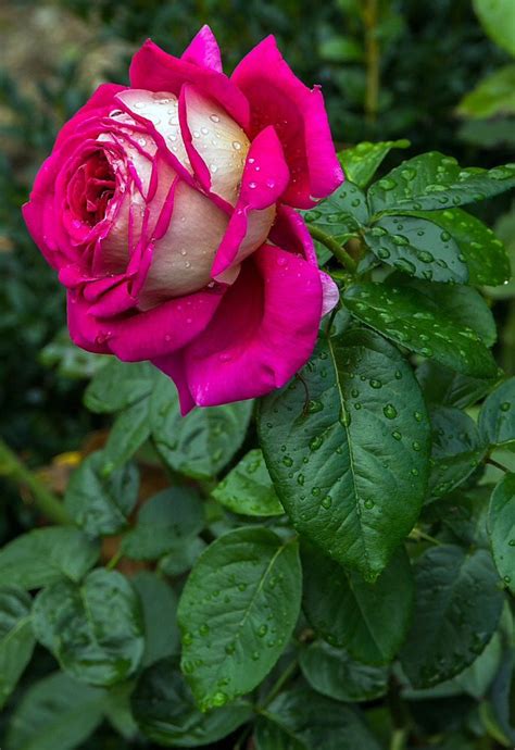 A questo genere appartiene un numero sebbene i fiori di rosa rossa e quelli di rosa in generale siano abbastanza semplici da coltivare, essi sono soggetti all'attacco frequente di funghi. Rosa💞bicolor | Fiori rosa, Fiori e Rose