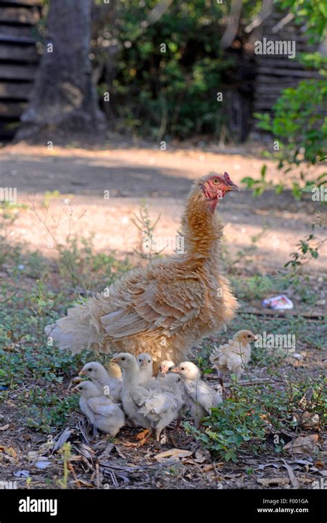 Domestic Fowl Gallus Gallus F Domestica Hen With Chicks In