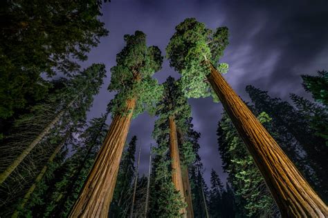 Giant Sequoias Image National Geographic Photo Of The Day