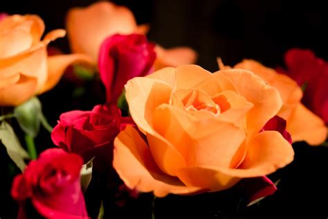Free Images Blossom Flower Petal Love Romance Romantic Colorful