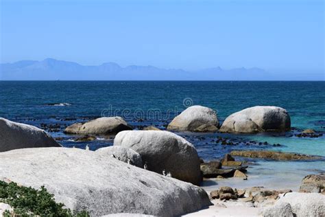 Penguins In Exotic And Beautiful Boulders Beach In South Africa Stock