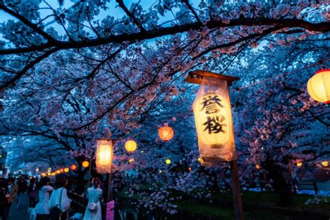 Ultimate Guide To The Cherry Blossom Festival In Japan 2023