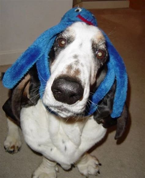 Ten Of The Craziest And Funniest Basset Hounds Youll Ever See