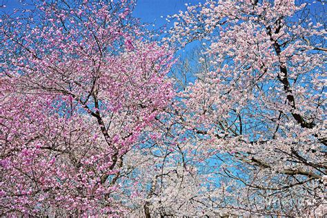 Yoschino Cherry Blossoms Blue Sky Photograph By Regina Geoghan