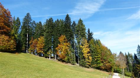 Free Images Landscape Tree Grass Wilderness Sky