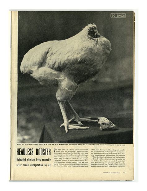 The chicken kicked and ran, and didn't stop. Mike The Headless Chicken | Cryptid Wiki | Fandom