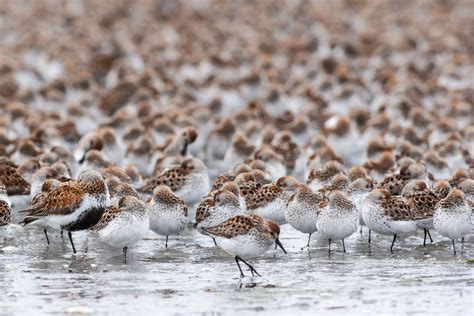 Best Time To See Bird Migration At Copper River Delta In Alaska 2020